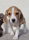 Rozkošná štěňata beagle stará 12 týdnů Rozkošná štěňata beagle stará 12 týdnů
