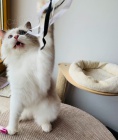 Ragdoll ko�ata k adopci