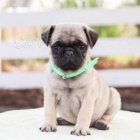 Mops �t��ata jsou p�ipravena k adopci a nov�m rodin�m.