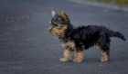 Šálek Yorkie štěňata Šálek Yorkie štěňata