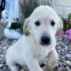 samci a samice �t��ata zlat�ho retr�vra na prodej