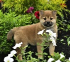 �t��ata shiba inu