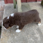 Rozko�n� �t��ata australsk�ho ov��ka