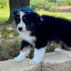 Rozko�n� �t��ata australsk�ho ov��ka na prodej.