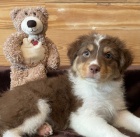 roztomil� �t���tka australsk�ho ov��ka na prodej.