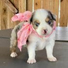 Australsk� ov��k �t��ata na prodej.