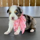 Australsk� ov��k �t��ata na prodej.