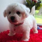 Bichon frize Bichon frize