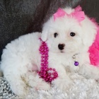 roztomilá a rozkošná štěňata Bichon frize jsou k dispozici a jsou připravena k prodeji. roztomilá a rozkošná štěňata Bichon frize jsou k dispozici a jsou připravena k prodeji.