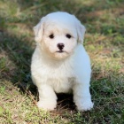 roztomilá a rozkošná štěňata Bichon frize jsou k dispozici a jsou připravena k prodeji. roztomilá a rozkošná štěňata Bichon frize jsou k dispozici a jsou připravena k prodeji.
