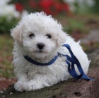 roztomilá a rozkošná štěňata Bichon frize jsou k dispozici a jsou připravena k prodeji. roztomilá a rozkošná štěňata Bichon frize jsou k dispozici a jsou připravena k prodeji.