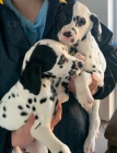 Dalmatsk� �t���tka na prodej.