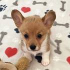 roztomil� �t��ata Pembroke Welsh Corgi Puppies na prodej.