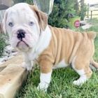 Kr�sn� a and�lsk� �t��ata anglick�ho buldoka na prodej.