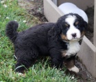 Na prodej je roztomil� a zdrav� bernsk� sala�nick� pes.