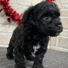 černá štěňata bichon poo černá štěňata bichon poo