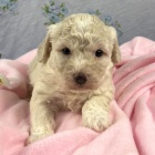 zdravé a krásné štěňata bichon poo na prodej.  zdravé a krásné štěňata bichon poo na prodej.