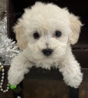 bichon poo na prodej. bichon poo na prodej.