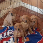 labradorsk� �t��ata k adopci