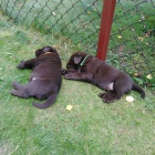 labradorsk� �t��ata k adopci