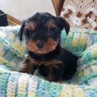 �t��ata jsou v�echna o�kovan� a zdrav�.