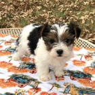 BIEWER YORKIE �t��ata na prodej.