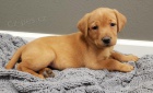 Zdrav� �t��ata labradorsk�ho retr�vra na prodej.