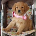 �t��ata zlat�ho retr�vra na prodej.