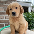 ZDRAV� a O�KOVAN� �t���tka zlat�ho retr�vra na prodej.