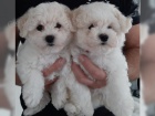 štěňata Bichon štěňata Bichon