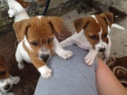 Štěňata Jack Russell teriéra k adopci Štěňata Jack Russell teriéra k adopci