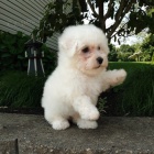 Bichon frize Bichon frize