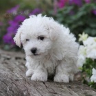Bichon frize štěňata Bichon frize štěňata
