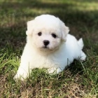 Bichon frize štěňata na prodej, Bichon frize štěňata na prodej,