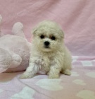 Bichon frize štěňata na prodej. Bichon frize štěňata na prodej.