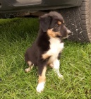 �t��ata border kolie na prodej