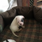 kr�sn� b�l� boxer