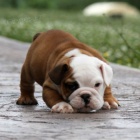 Rozko�n� �t��ata anglick�ho buldoka