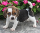 tata Beagle pipravena