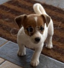 Štěňata Jack Russell teriéra k adopci Štěňata Jack Russell teriéra k adopci