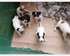 Štěňata Jack Russell teriéra  Štěňata Jack Russell teriéra