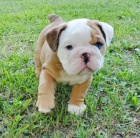 na prodej roztomil� �t��ata anglick�ho buldoka