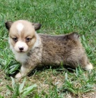 kr�sn� a rozko�n� samec a samice Pembroke Welsh Corgi �t��ata �t��ata na prodej.