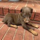 krásný a rozkošný doberman samci a samice štěňata na prodej. krásný a rozkošný doberman samci a samice štěňata na prodej.