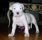 dogo argentino �t��ata k adopci