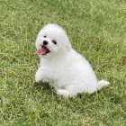 mini Bichon štěňata štěňata mini Bichon štěňata štěňata