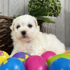 Bichon štěňata štěňata Bichon štěňata štěňata