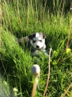 rozko�n� sibi�sk� husky