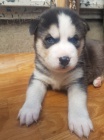 modr� o�i rozko�n� sibi�sk� husky