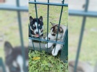 Sibiřský husky chlapci a dívky  Sibiřský husky chlapci a dívky